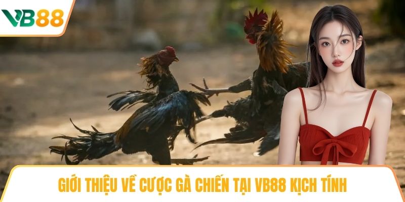 Giới thiệu về Cược gà chiến tại VB88 kịch tính
