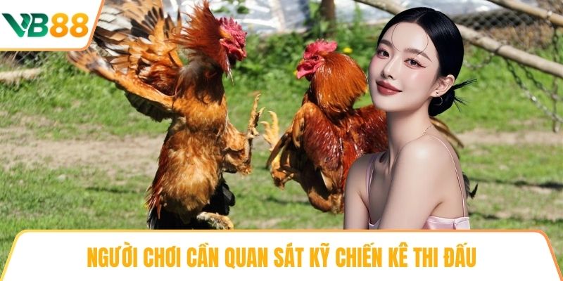 Người chơi cần quan sát kỹ chiến kê thi đấu